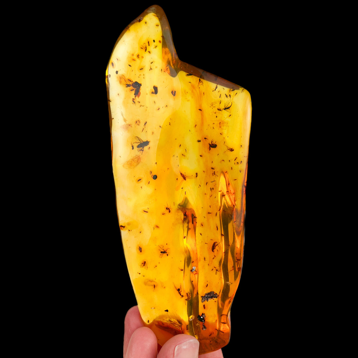 Large Insect included Polished Amber from Colombia
