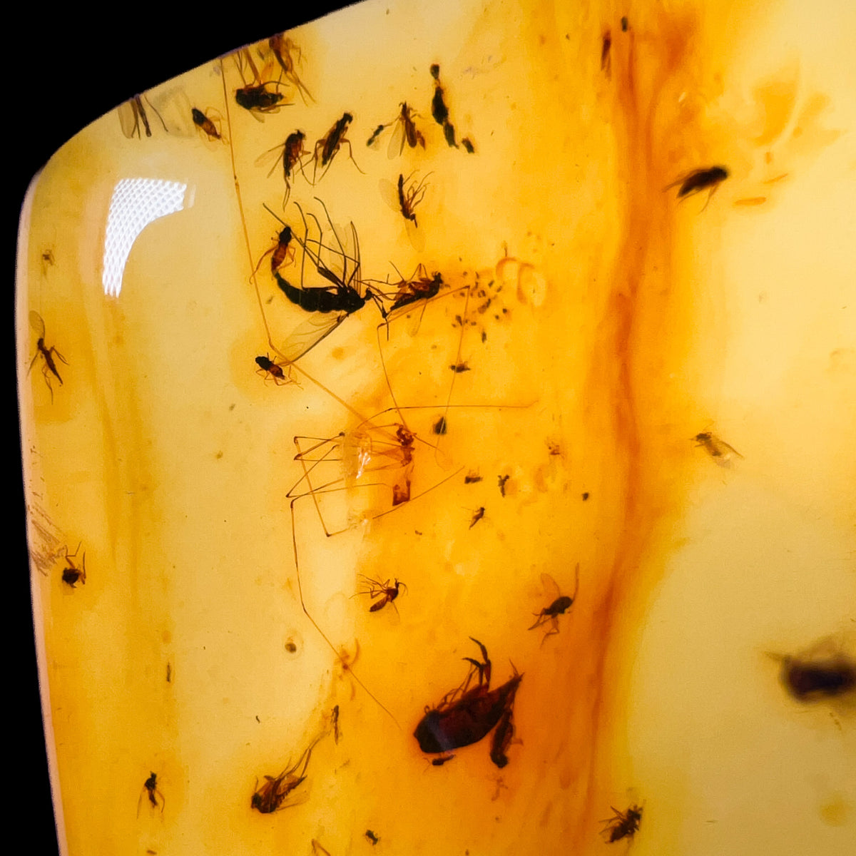 Close up of Insects and spider in Amber