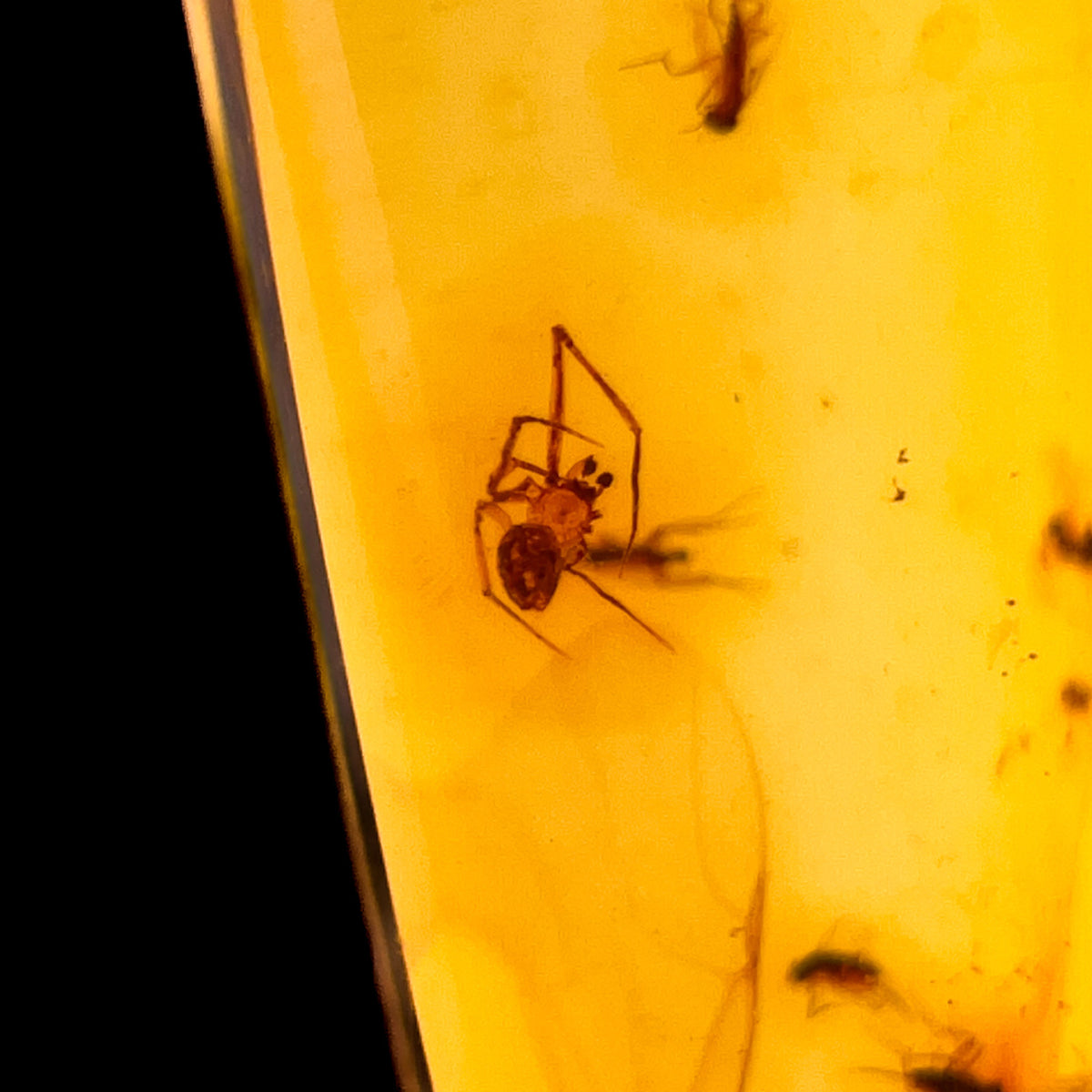 Spider trapped in Amber from Colombia