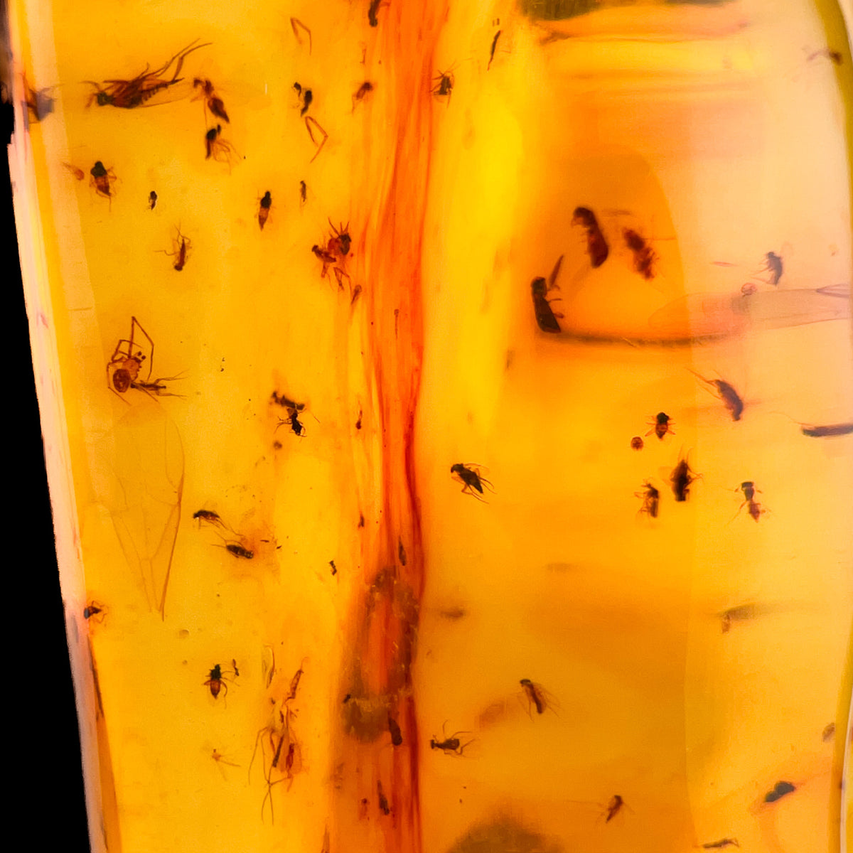 Spider and Insects inside of Copal Amber
