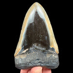 Fossil Megalodon Shark Tooth