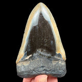 Fossil Megalodon Shark Tooth
