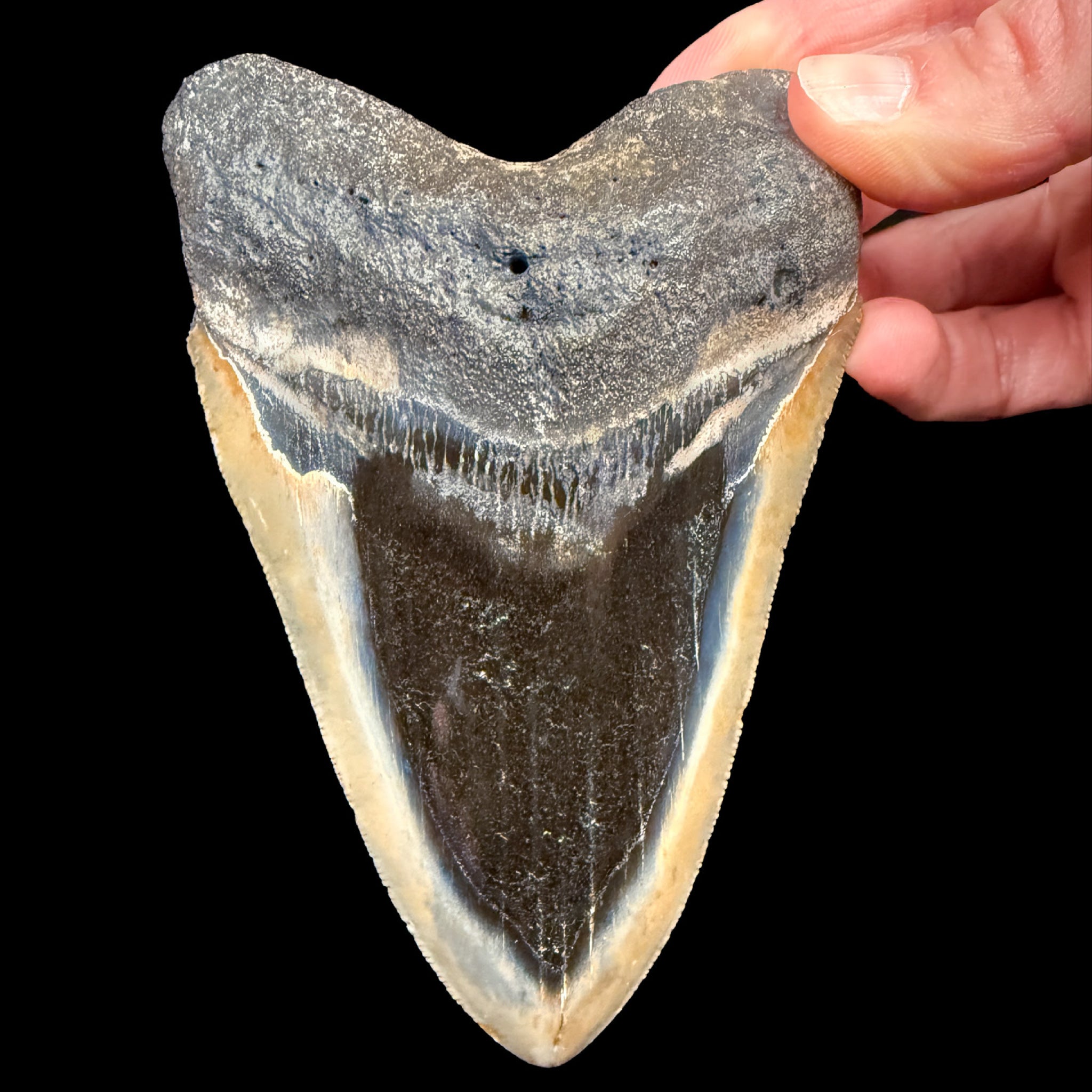 Fossil Megalodon Tooth