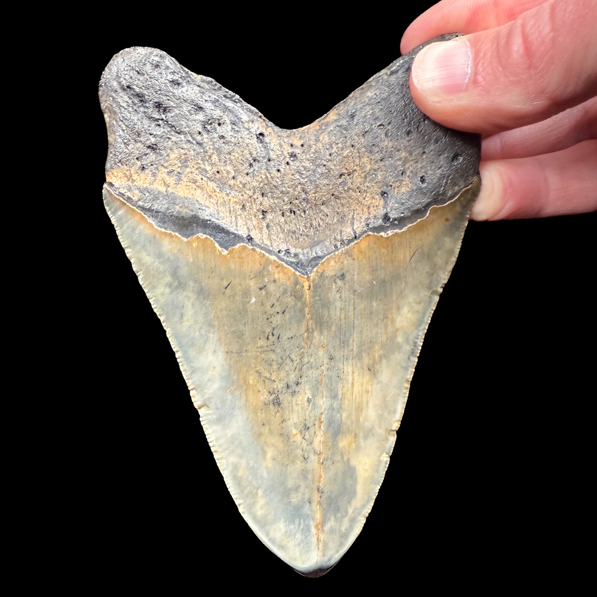 Back side of Megalodon Tooth