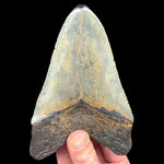 Back side of Megalodon Fossil Tooth