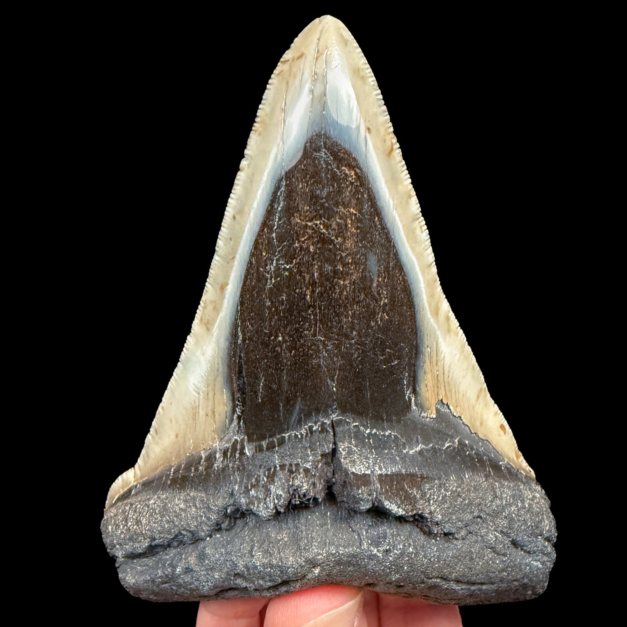Fossil Megalodon Shark Tooth with serrated edges