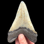 Back Side of Megalodon Shark Tooth with serrated edges