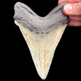 Back side of Megalodon Shark Tooth