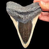Fossil Megalodon Shark Tooth from South Carolina