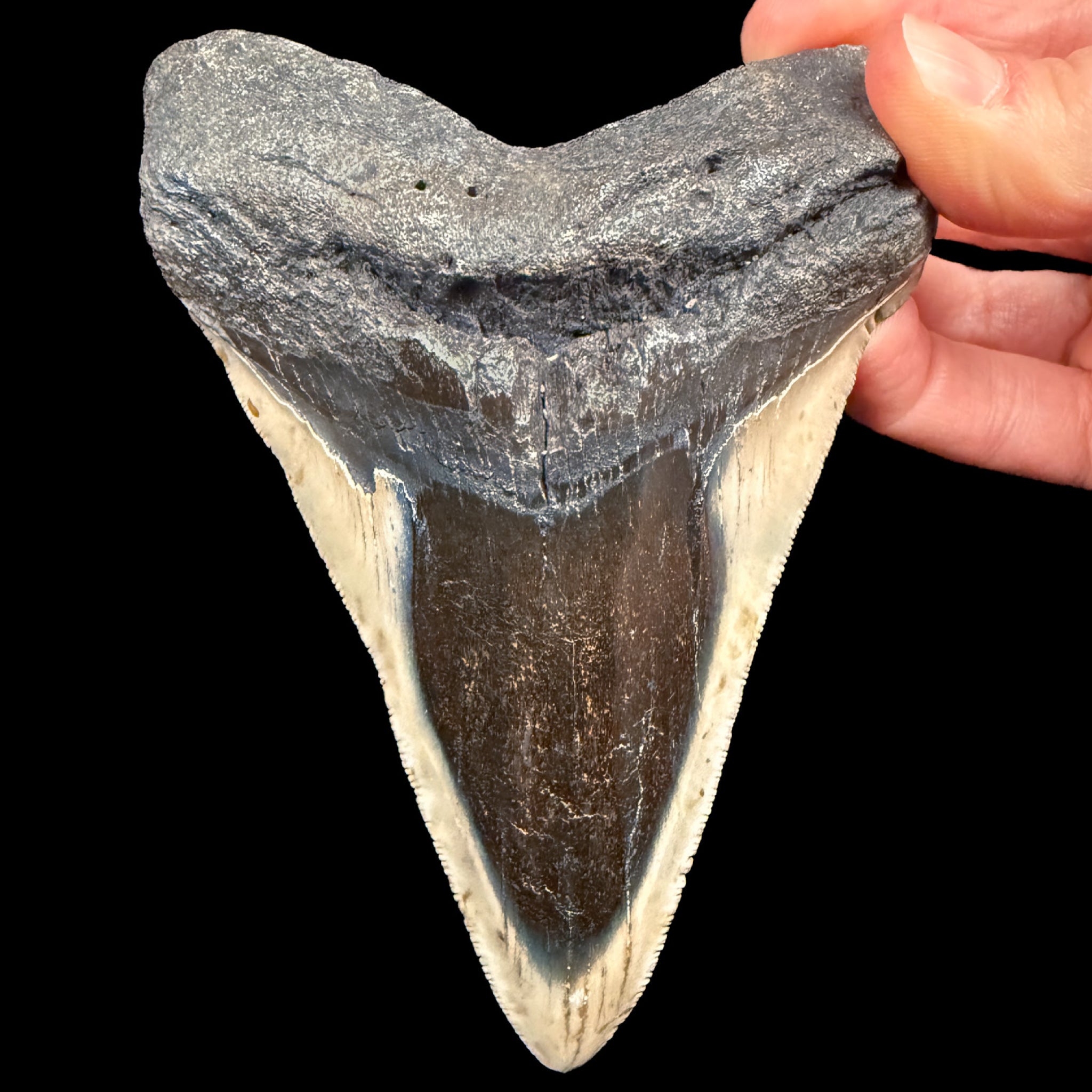 Fossil Megalodon Shark Tooth from South Carolina