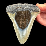 Megalodon Shark Tooth Fossil from South Carolina