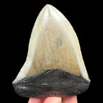 Fossil Shark Tooth from Megalodon