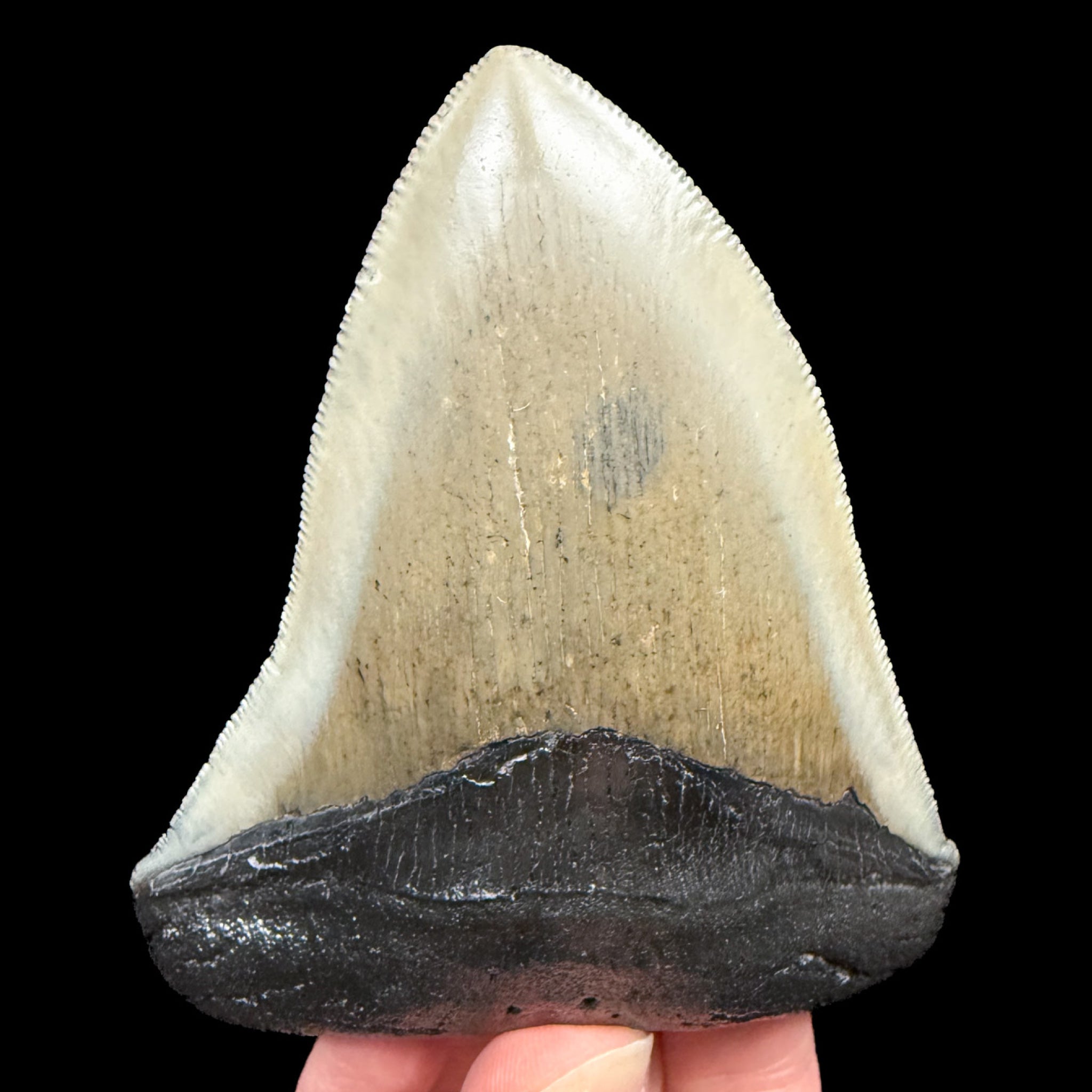 Fossil Shark Tooth from Megalodon
