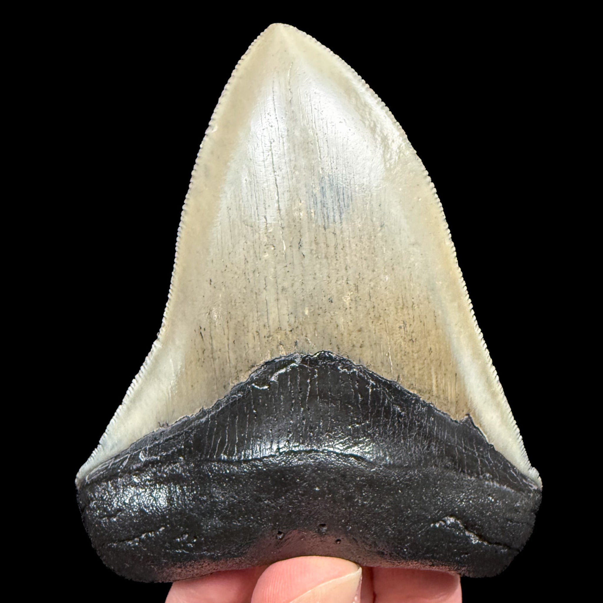 Fossil Megalodon Shark Tooth