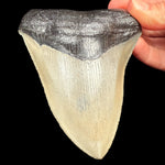 Megalodon Shark Tooth Fossil