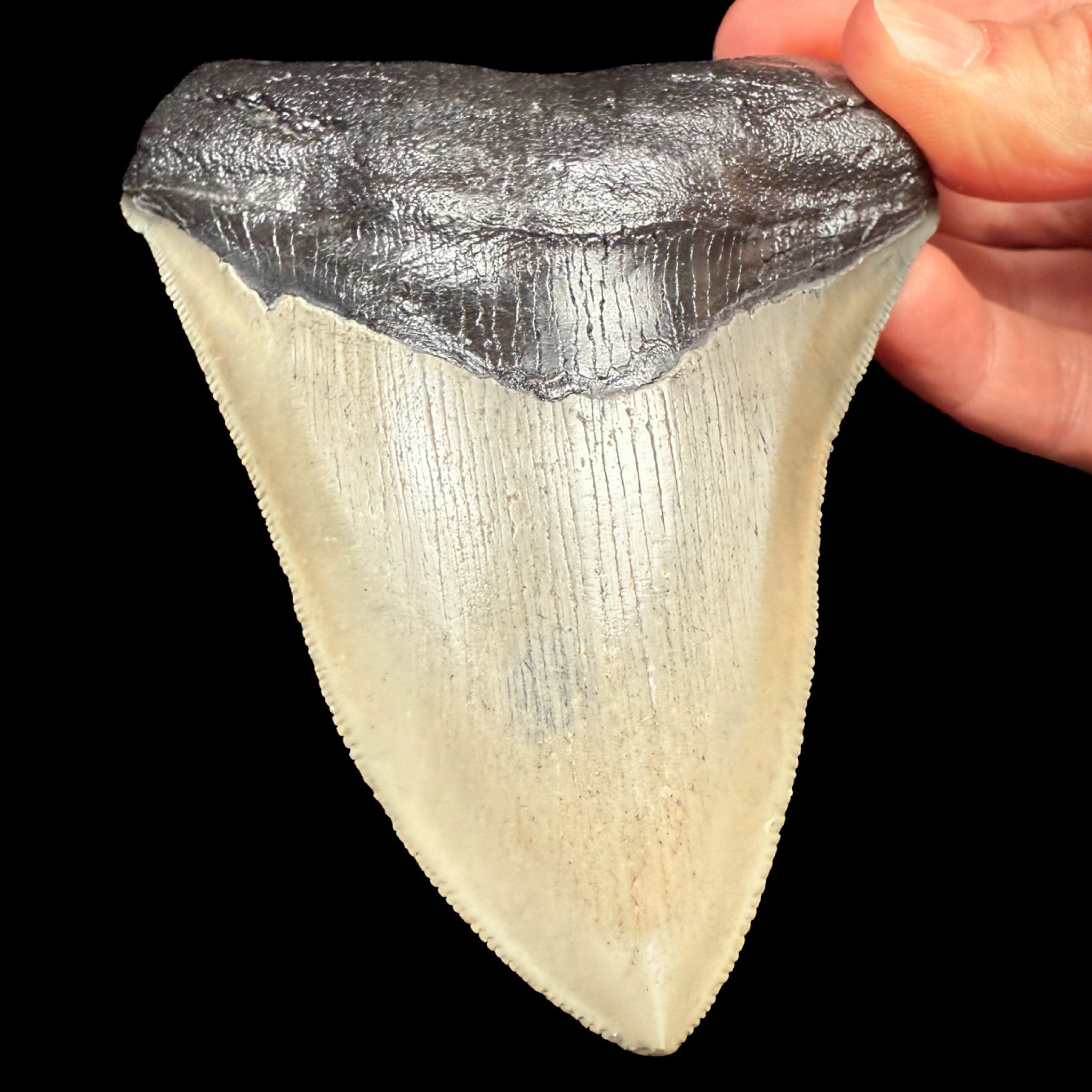 Megalodon Shark Tooth Fossil