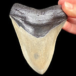 Megalodon Shark Tooth Fossil from South Carolina