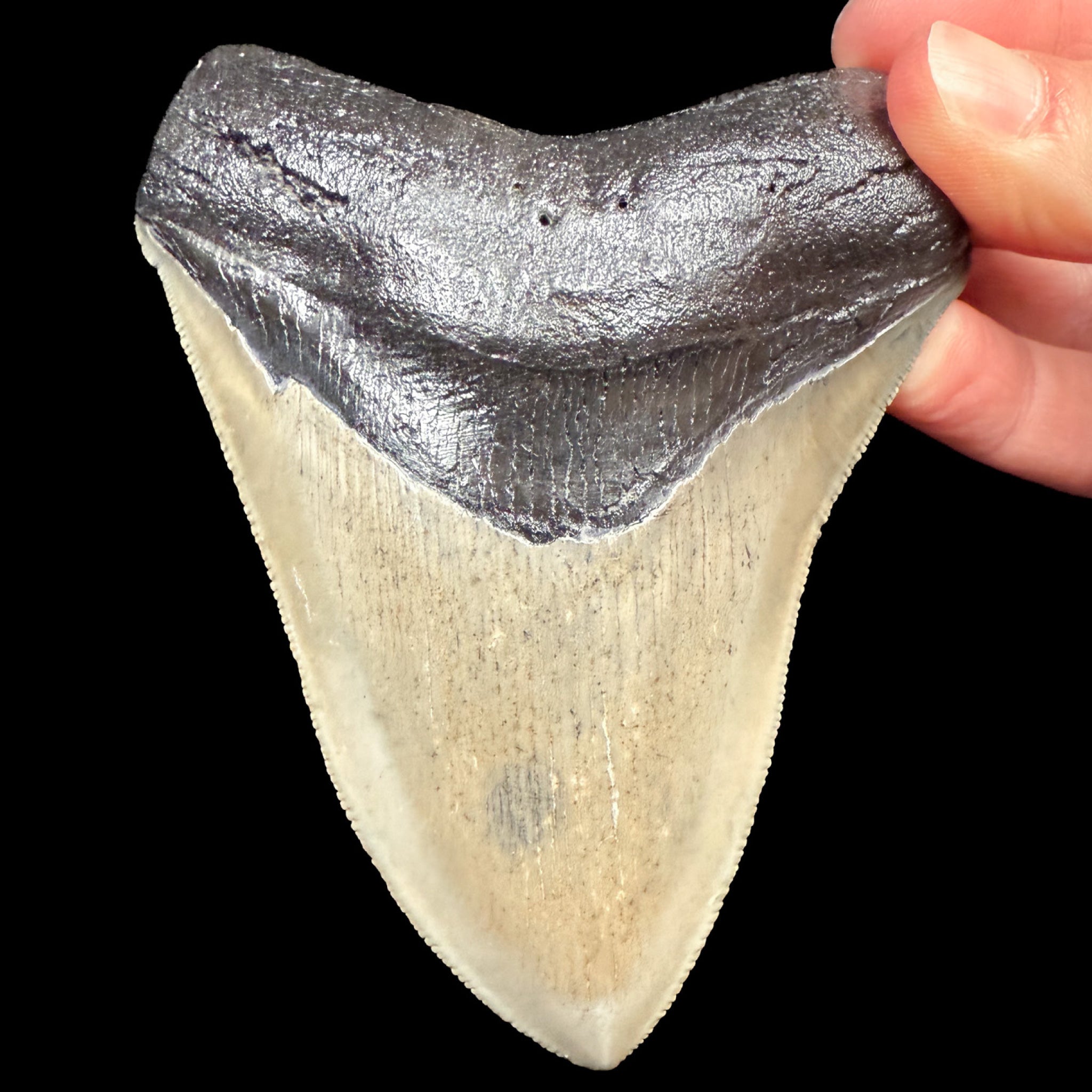Megalodon Shark Tooth Fossil from South Carolina