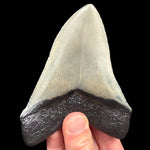 Back side of serrated edges of Megalodon Shark Tooth