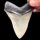 Back side of Megalodon Fossil Shark Tooth