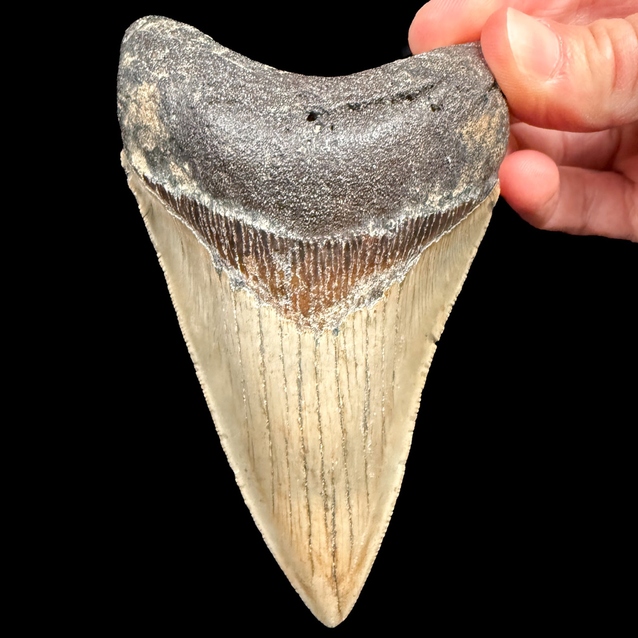 Megalodon Shark Tooth Fossil from South Carolina