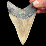 Megalodon Shark Tooth Fossil