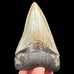 Fossilized Megalodon Shark Tooth from South Carolina