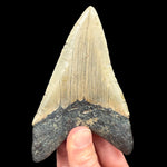 Shark Tooth Fossil from Megalodon