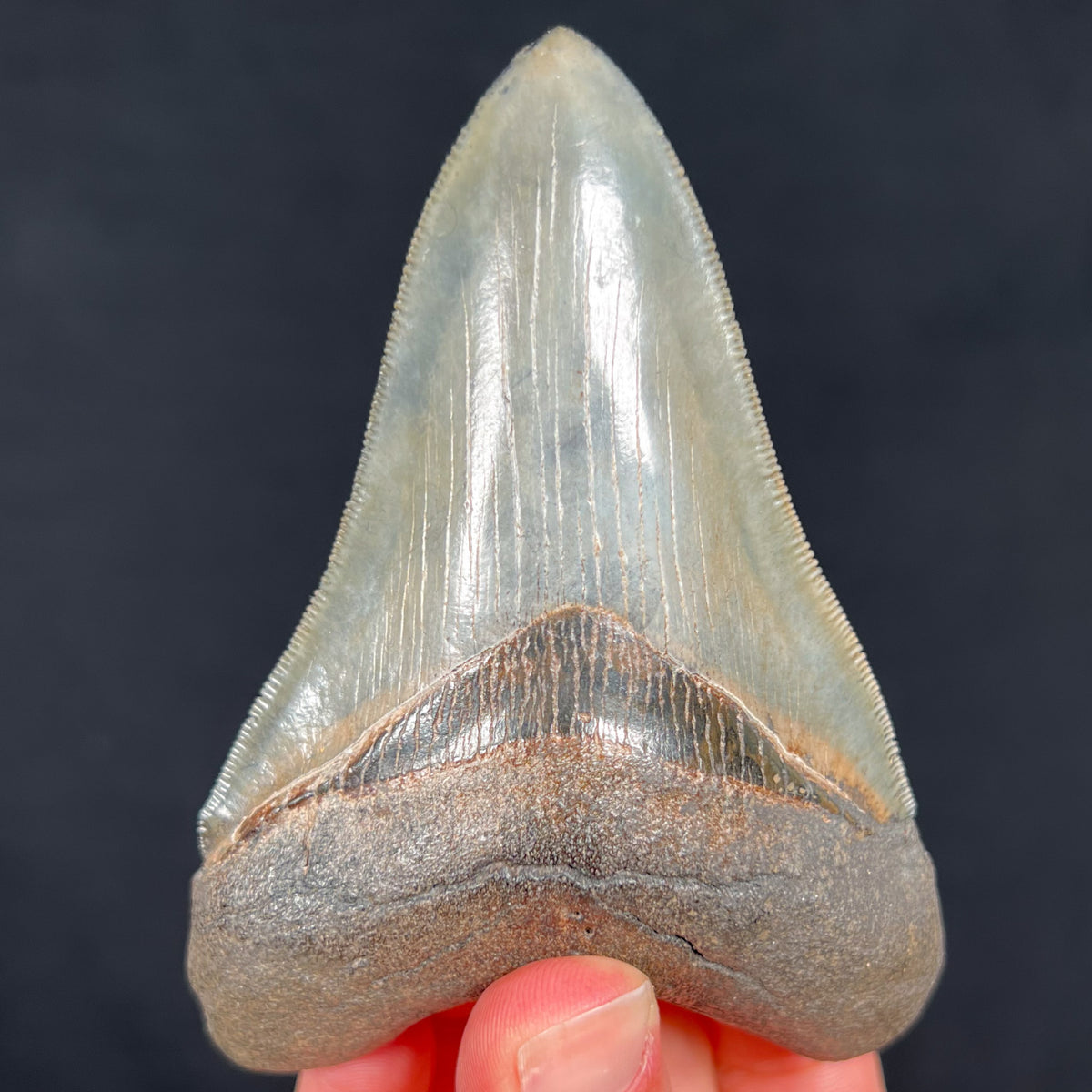 Fossil Megalodon Shark Tooth
