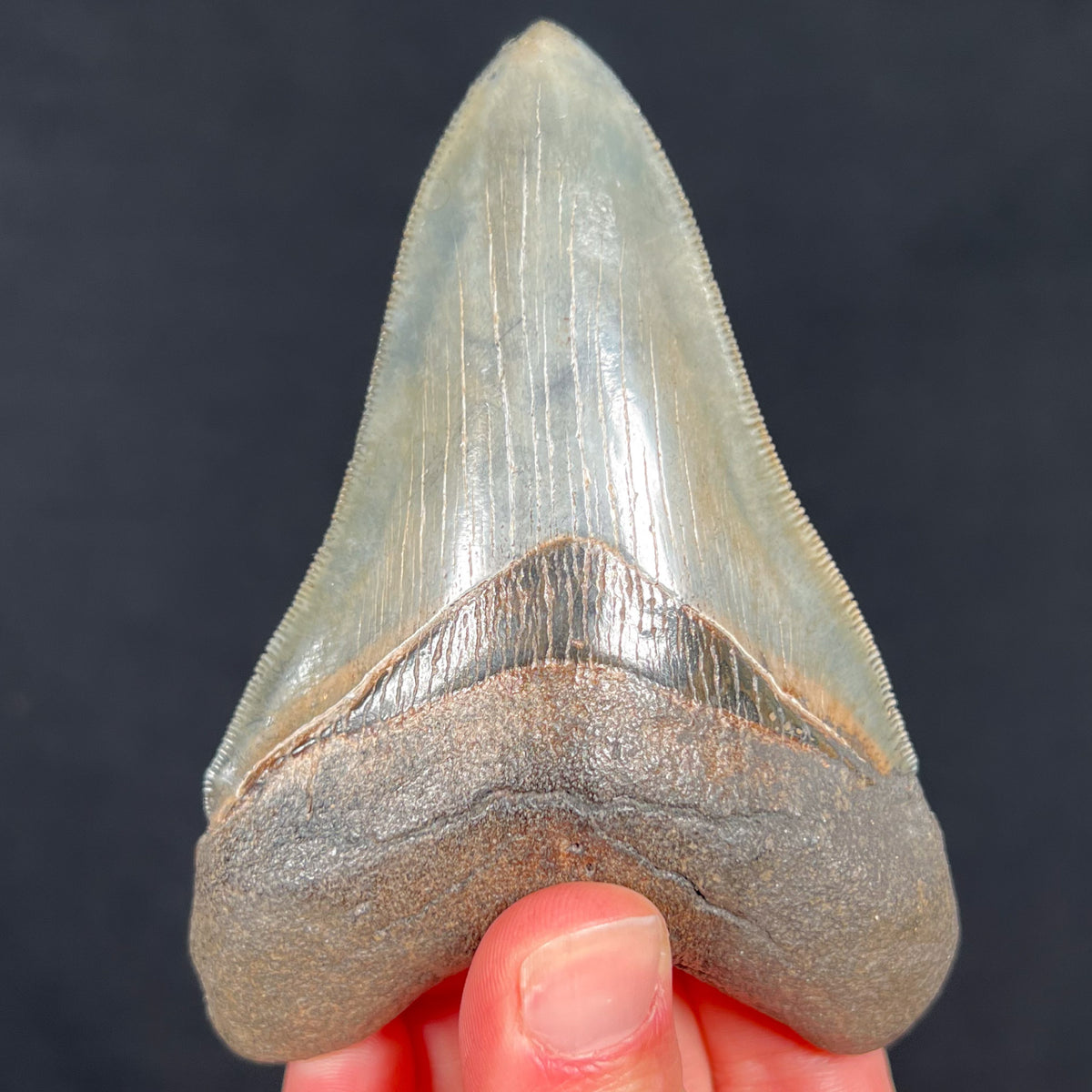 Megalodon Shark Tooth