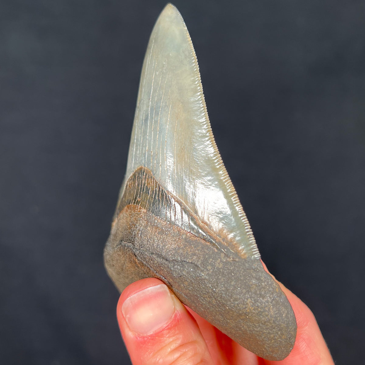 Side View of Megalodon Shark Tooth Serrations