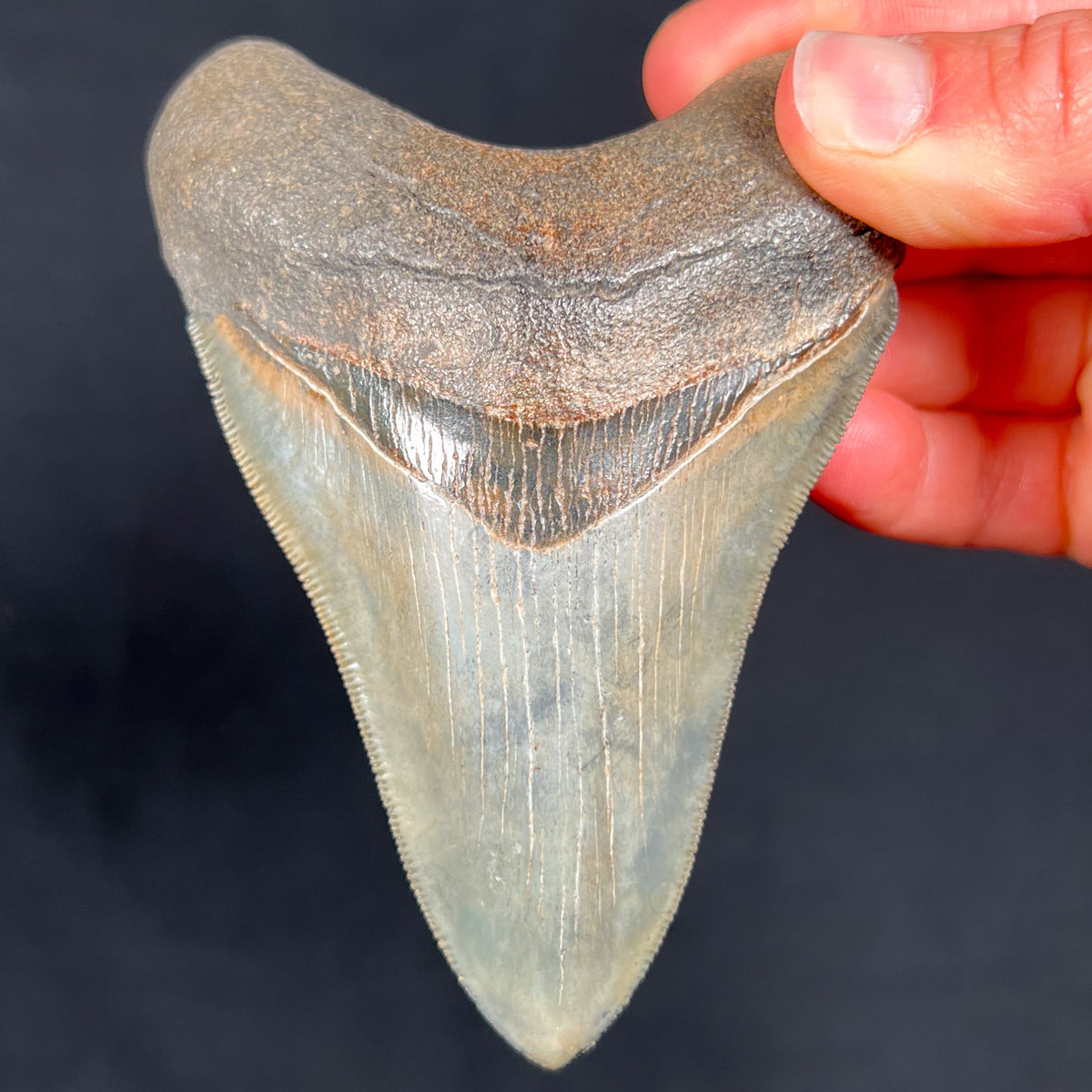 Megalodon Shark Tooth Authentic