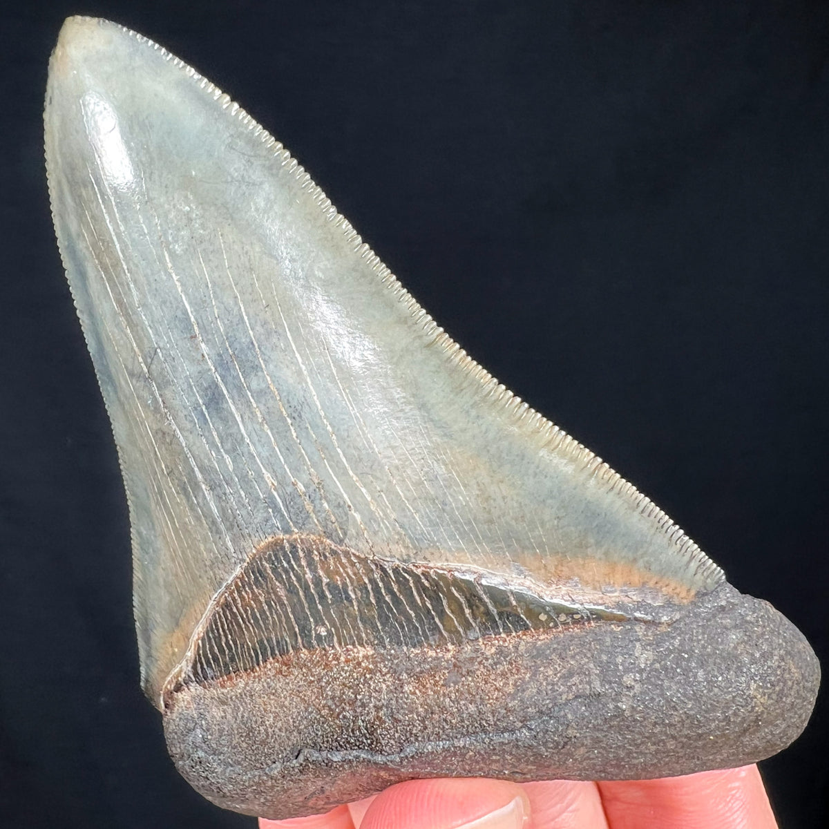 Serrated Edges of Megalodon Shark Tooth