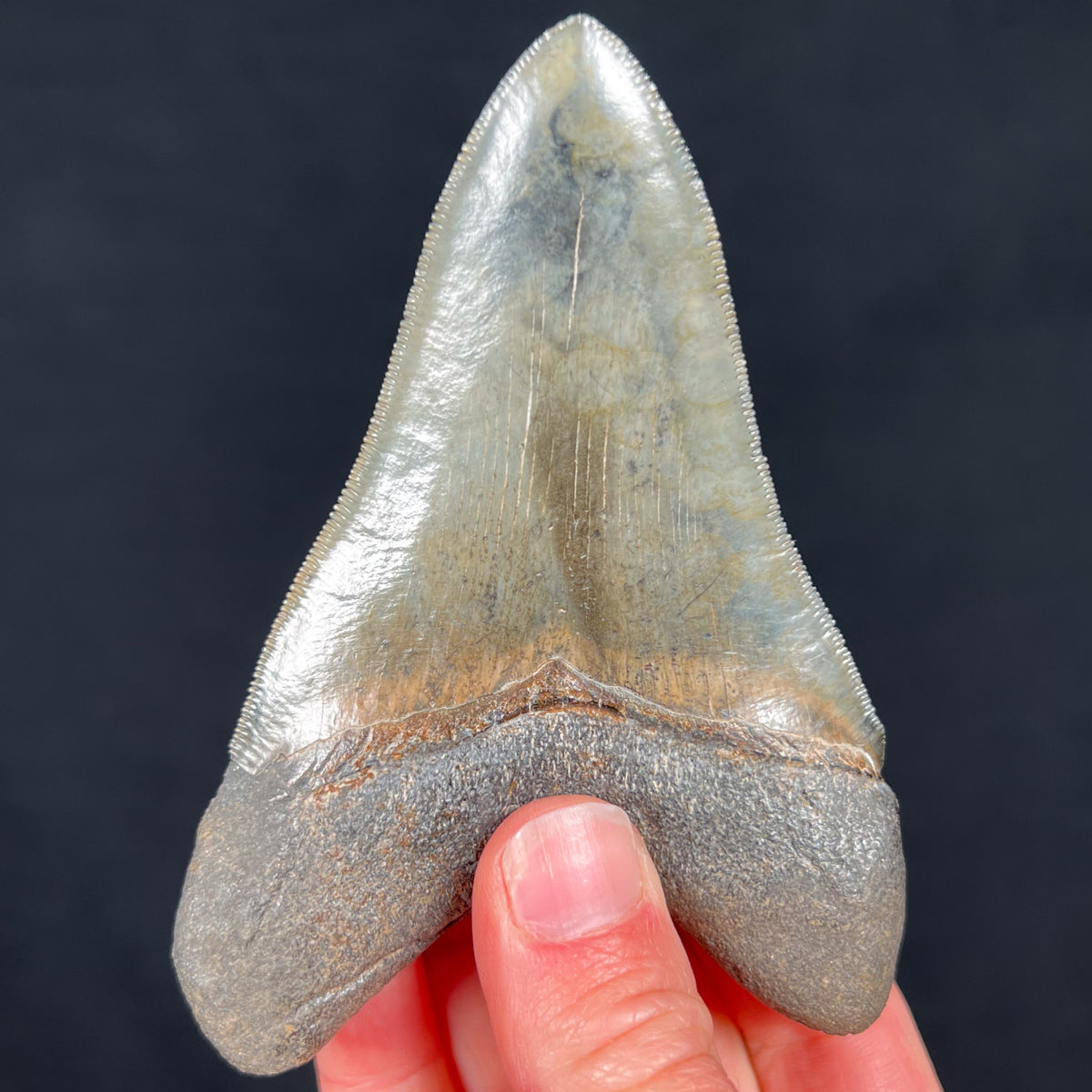 Megalodon Shark Tooth Fossil