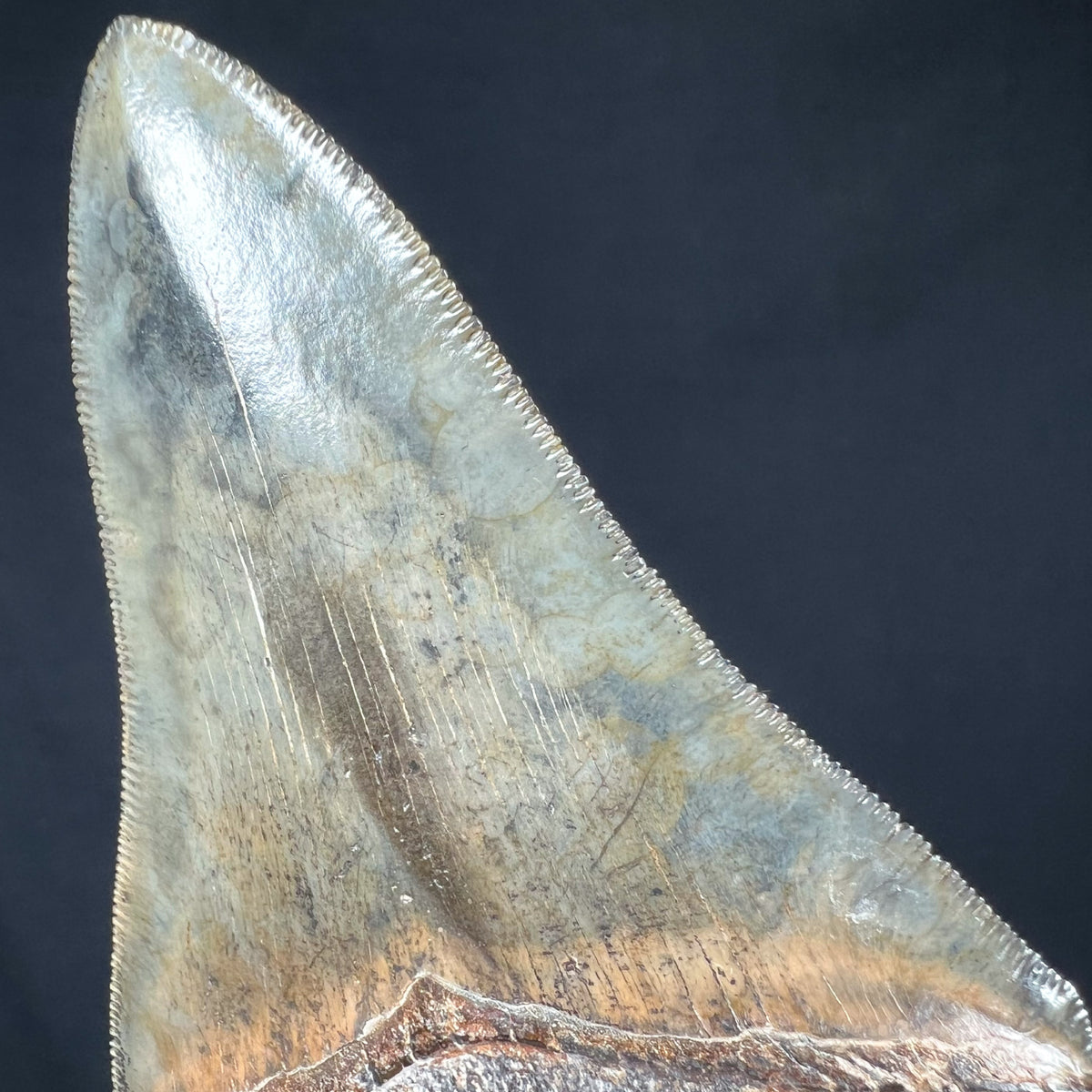 Serrations on Megalodon Shark Tooth