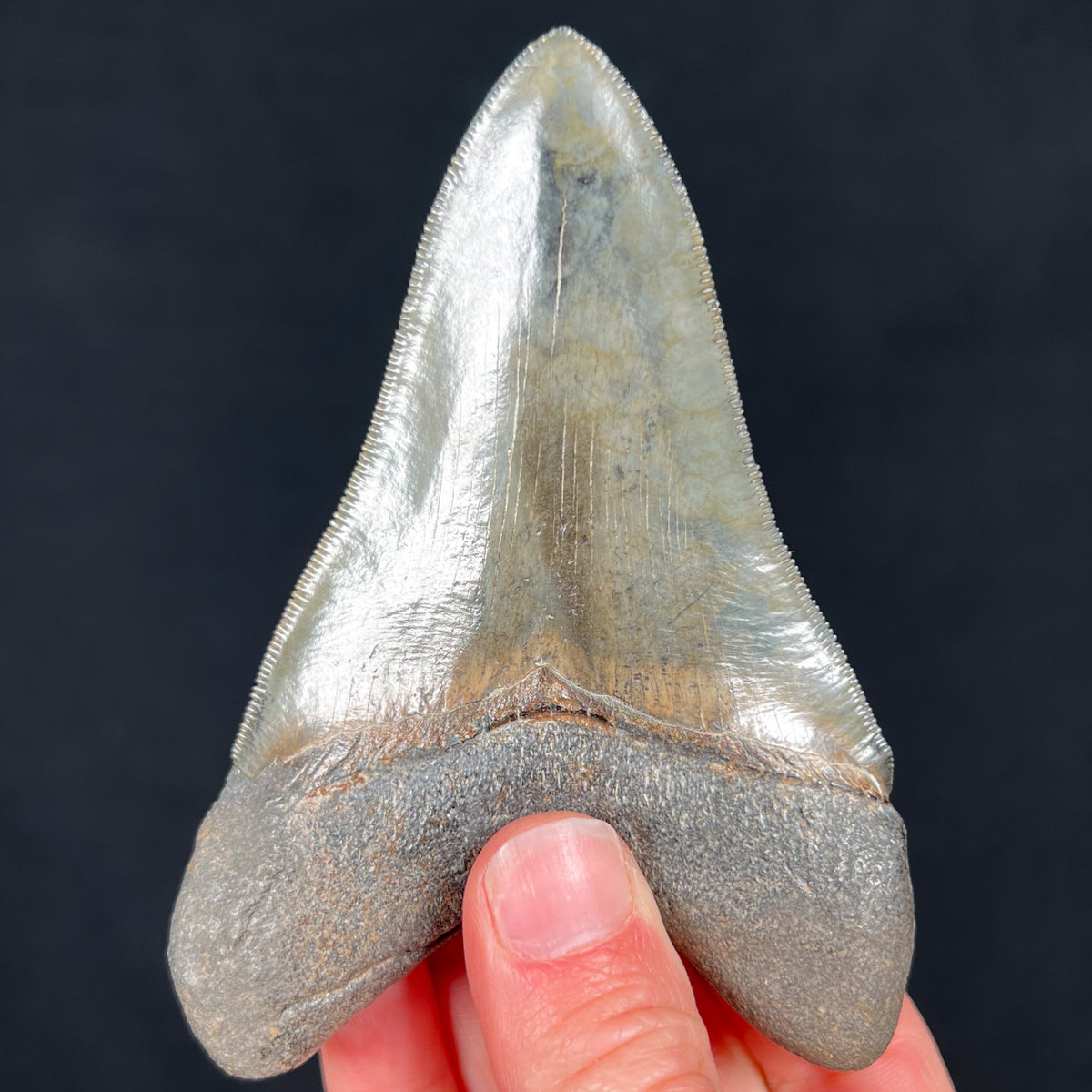 Back Side of Megalodon Shark Tooth Fossil