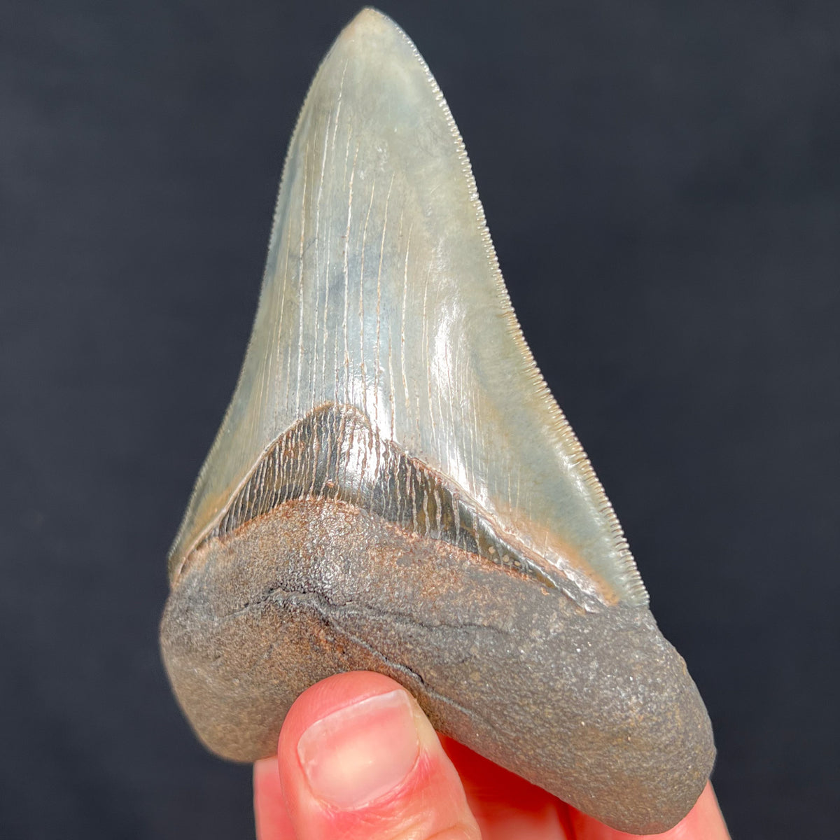 Megalodon Shark Tooth Large