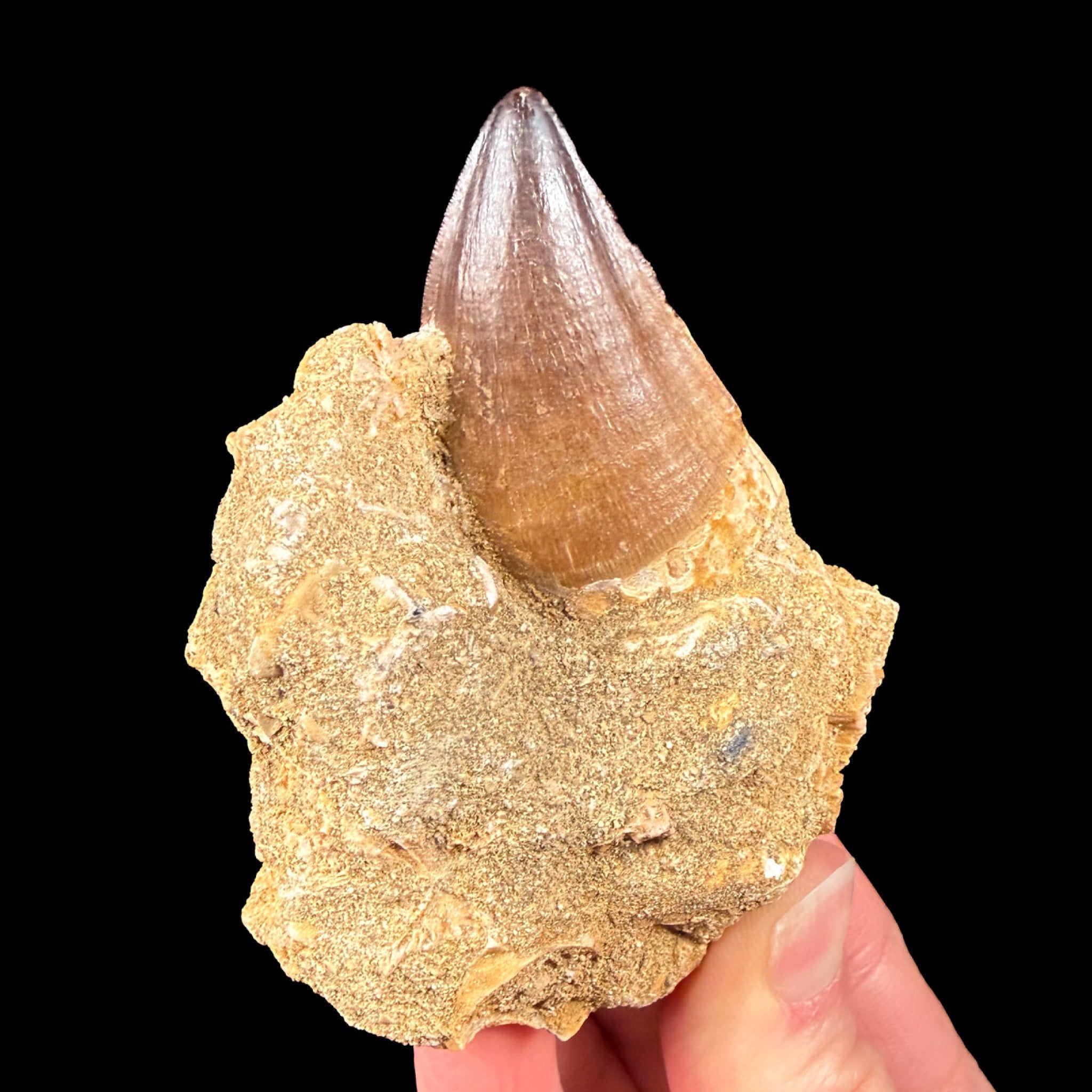 Fossilized Mosasaur Tooth in Matrix