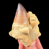 Mosasaur tooth fossils in rock matrix