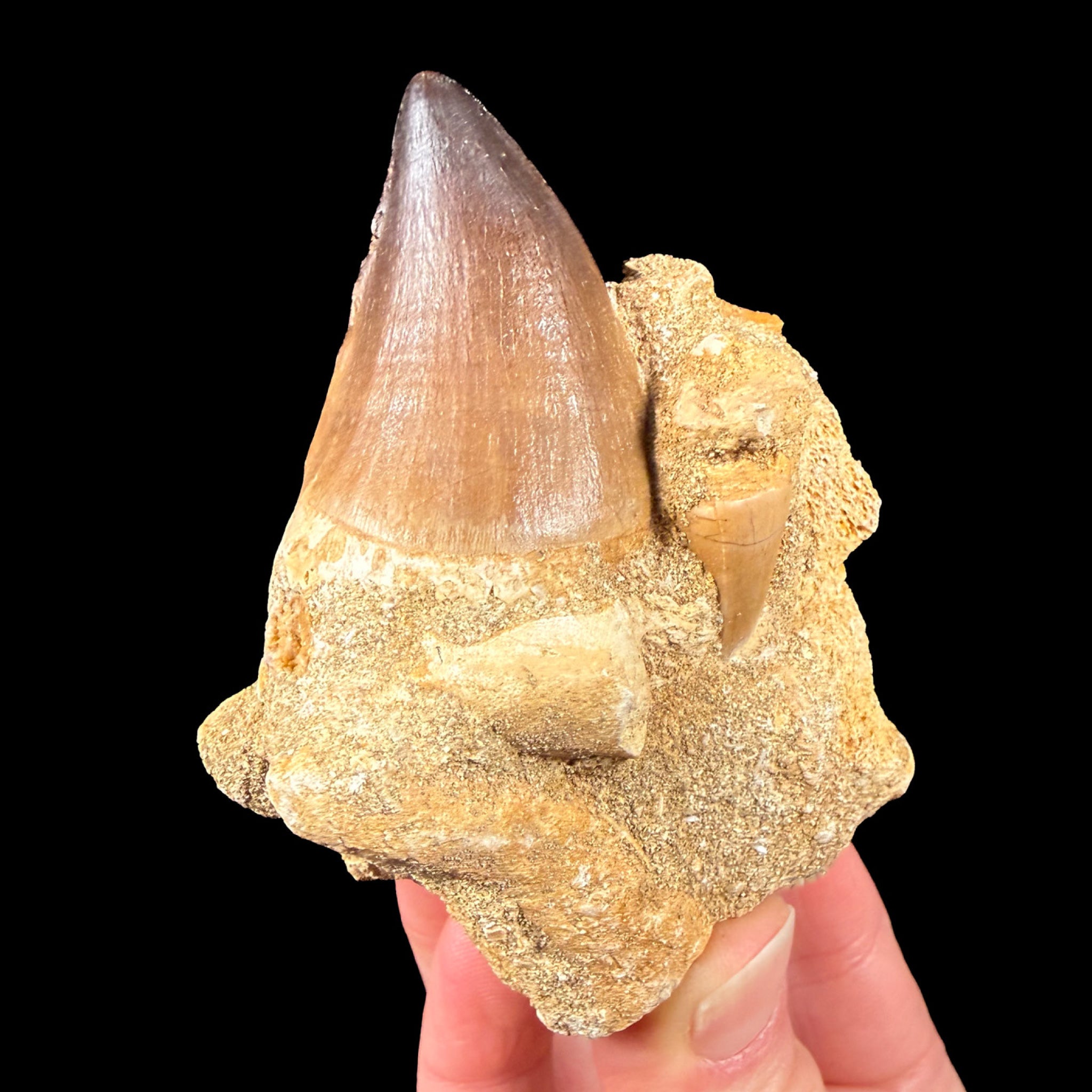 Mosasaur tooth fossils in rock matrix