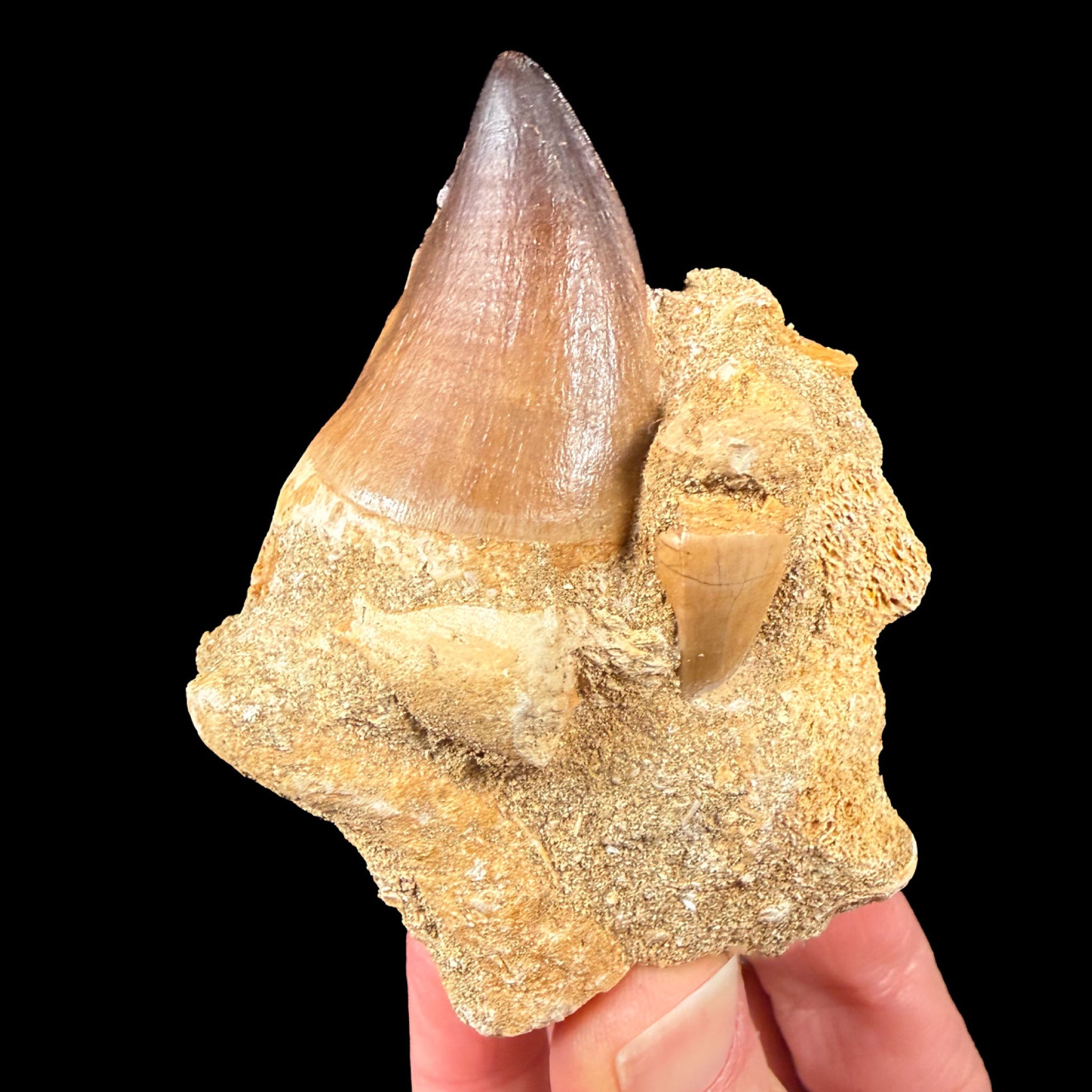 Mosasaur teeth in rock matrix