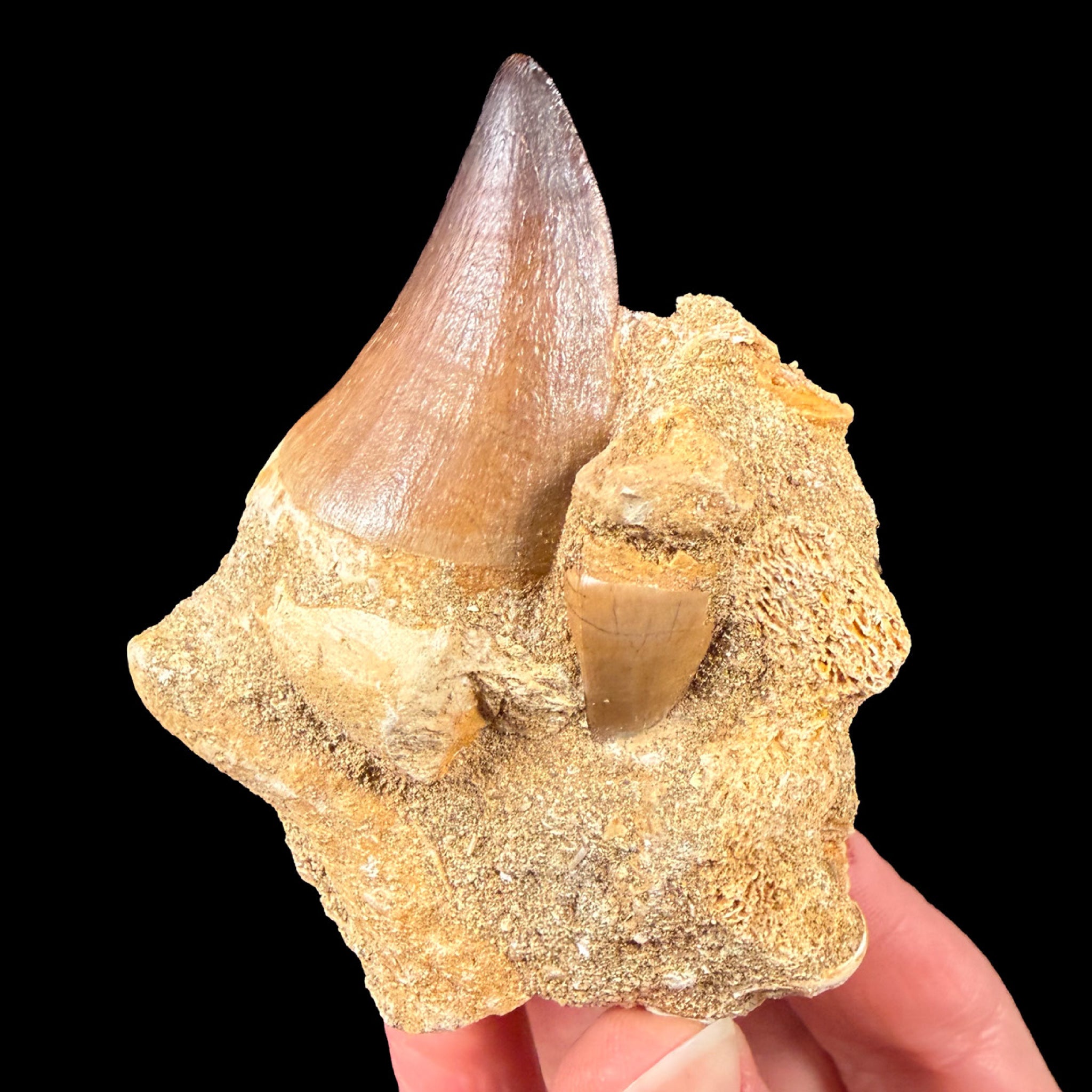 Mosasaur Teeth fossils in rock matrix