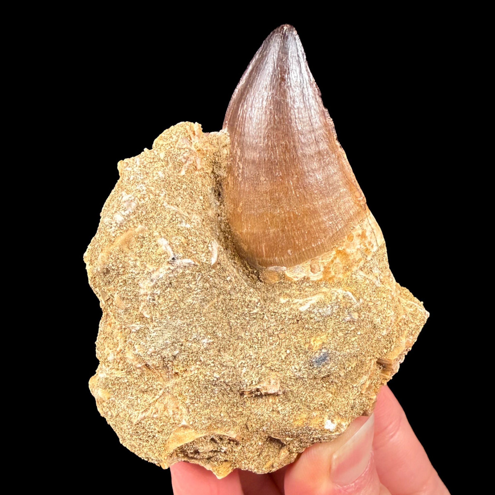 Mosasaur Tooth in Matrix