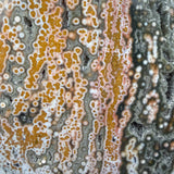 Close up of detailed orbicular Ocean Jasper rings and circles