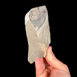 Side view of trilobite fossil in shale