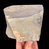 Back side of trilobite fossil specimen in matrix