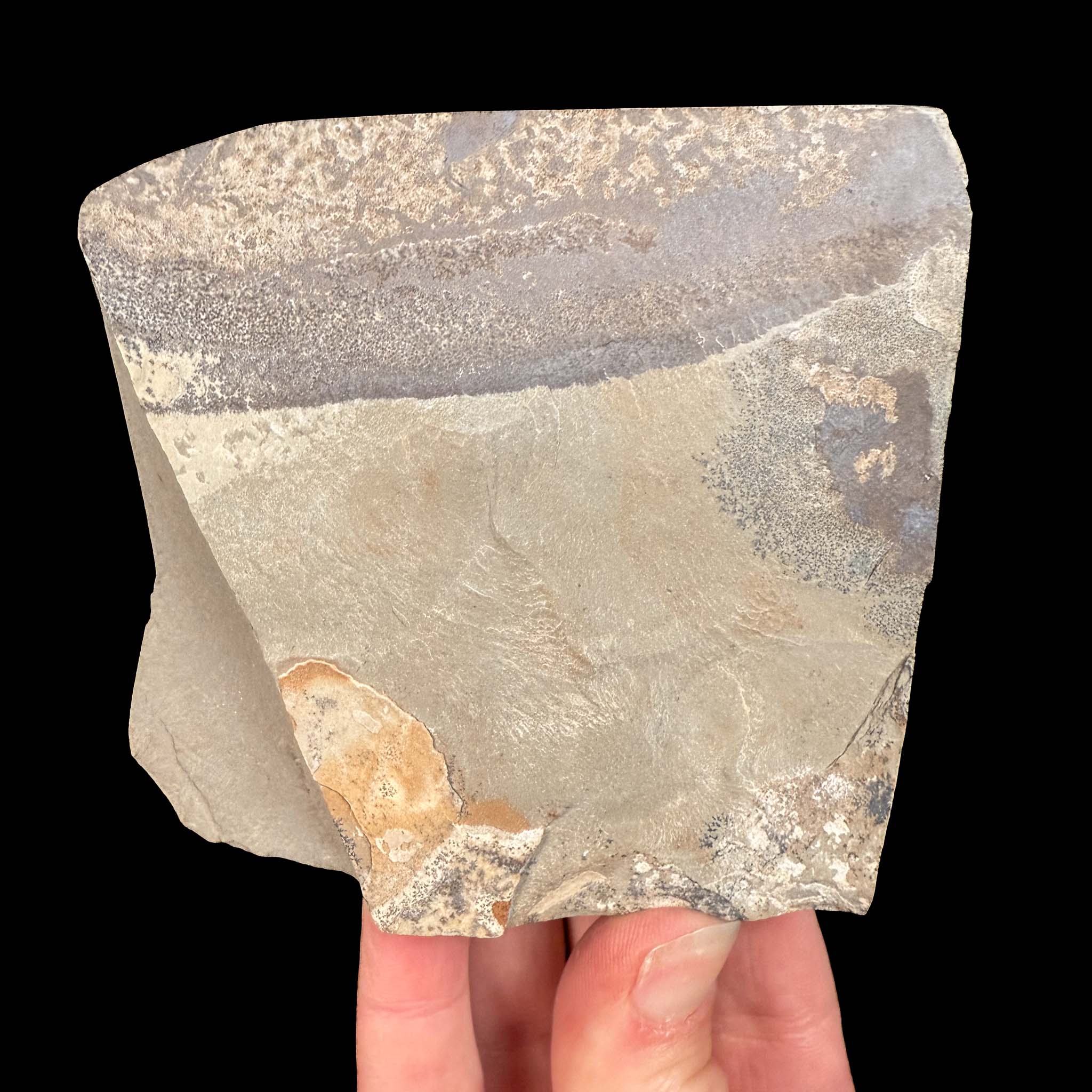 Back side of trilobite fossil specimen in matrix