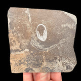 Olenellus chiefensis trilobite fossil - Lincoln County, Nevada