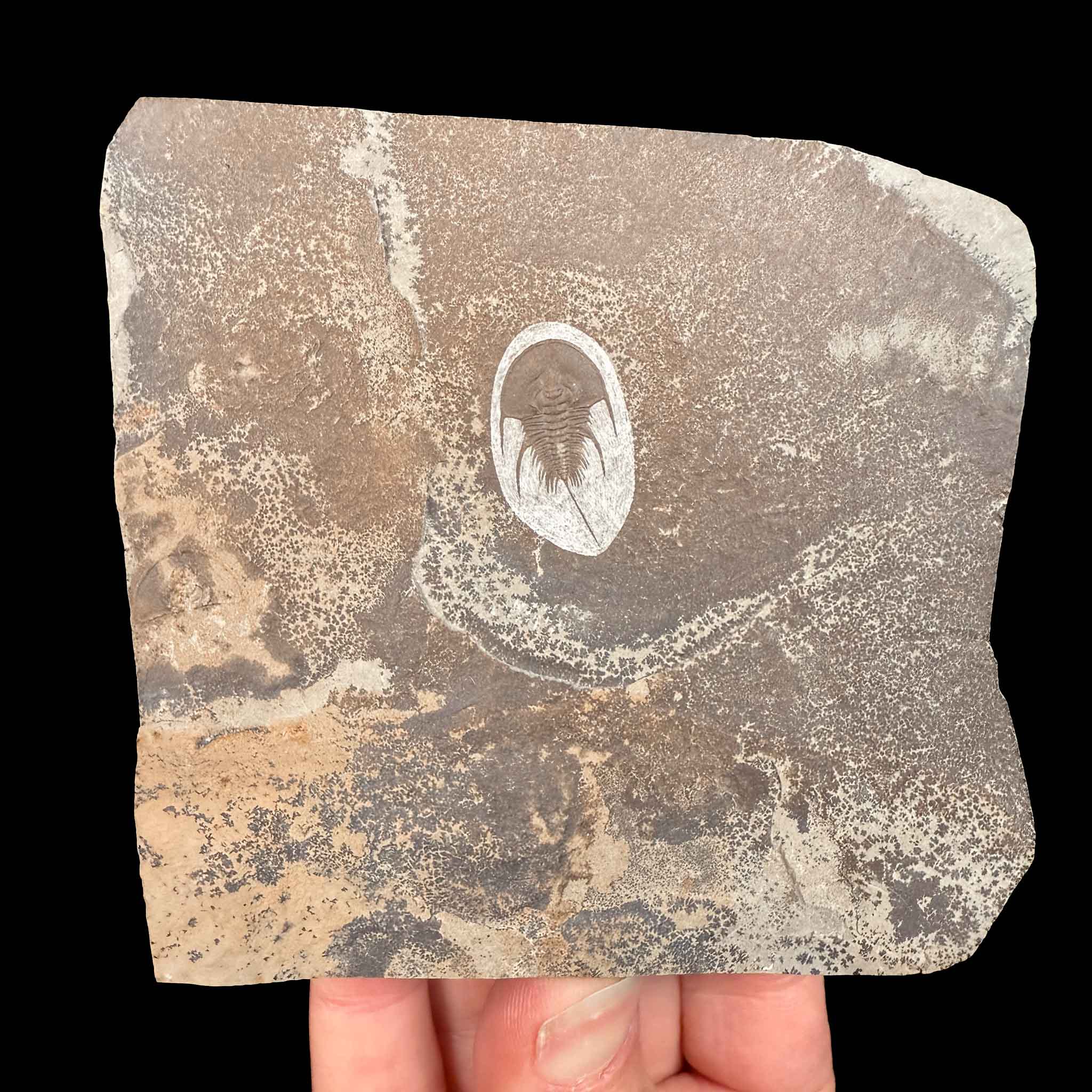 Olenellus chiefensis trilobite fossil - Lincoln County, Nevada