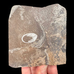 Olenellus chiefensis trilobite fossil in matrix from Nevada, USA